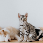 animals in human lives