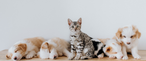 animals in human lives