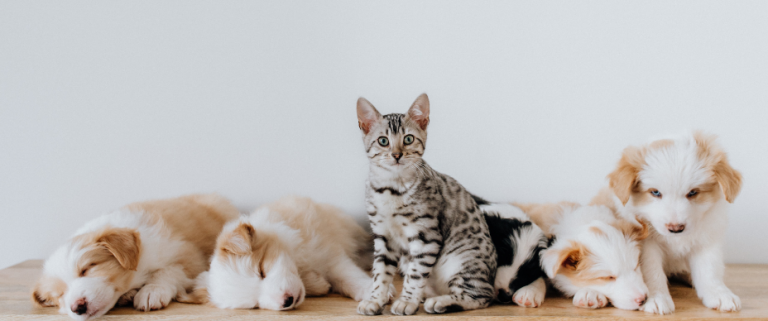 animals in human lives