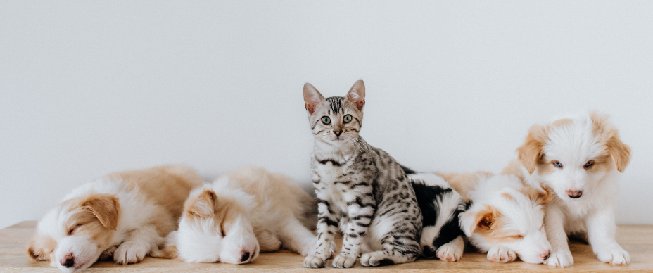 animals in human lives