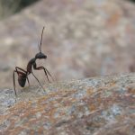 How to Prepare for an Eco-Friendly Ant Exterminator Visit?