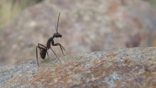 How to Prepare for an Eco-Friendly Ant Exterminator Visit?