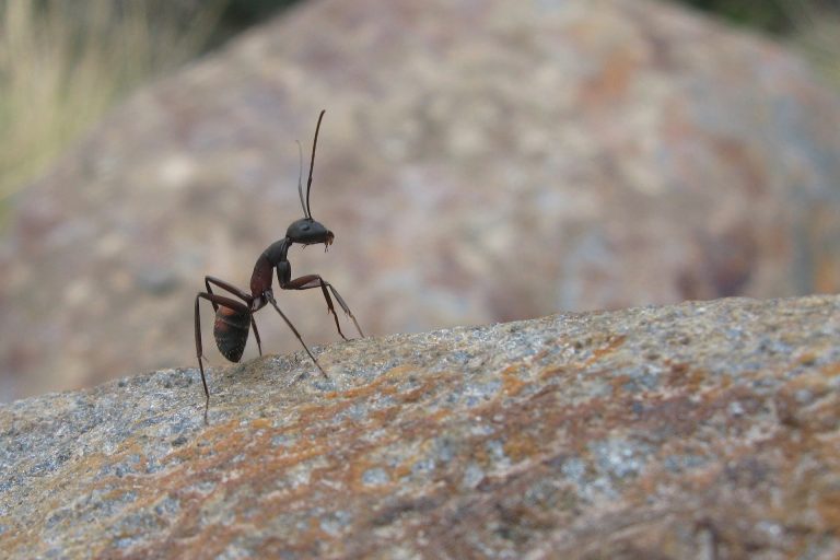 How to Prepare for an Eco-Friendly Ant Exterminator Visit?