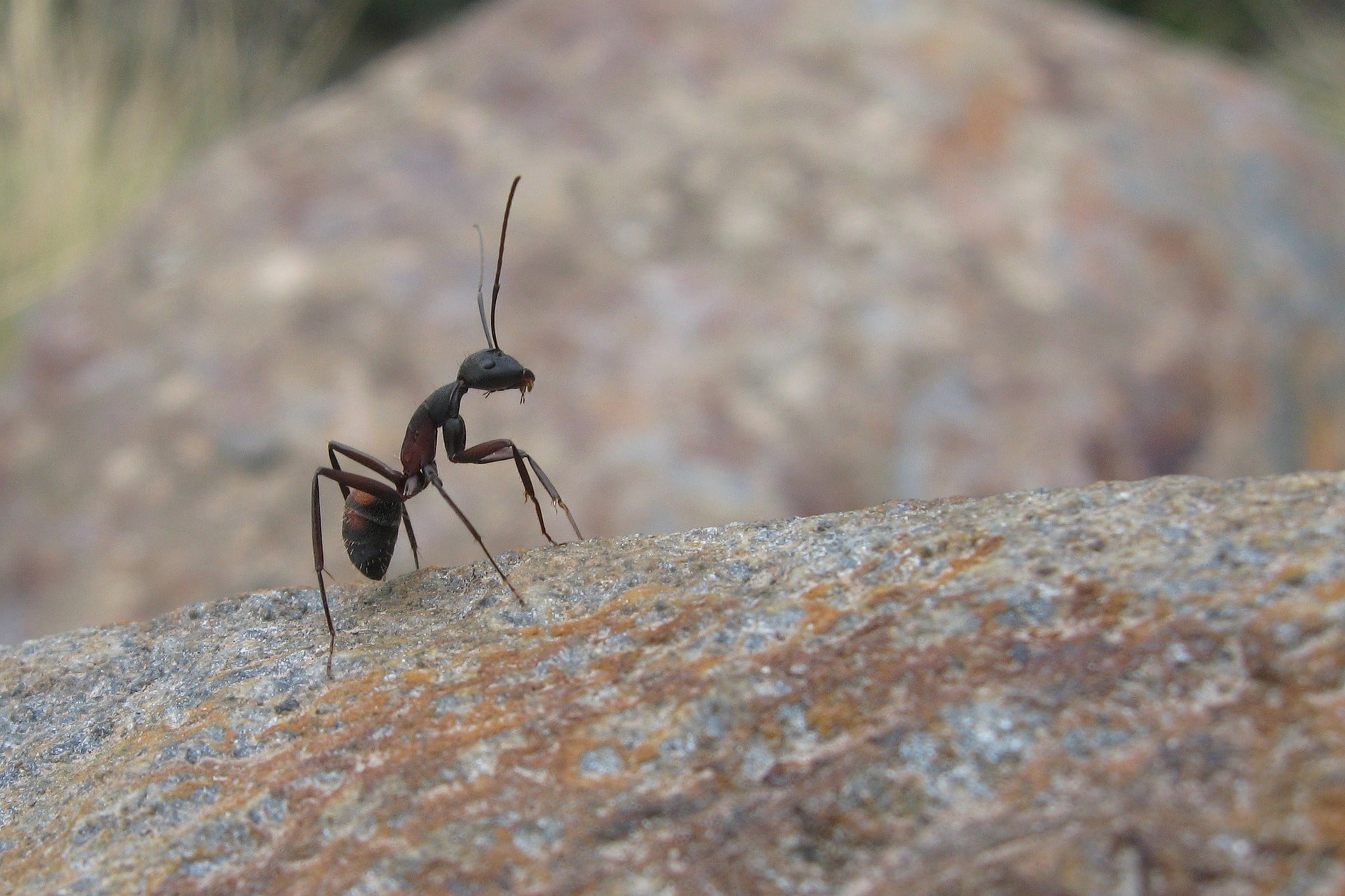 How to Prepare for an Eco-Friendly Ant Exterminator Visit?