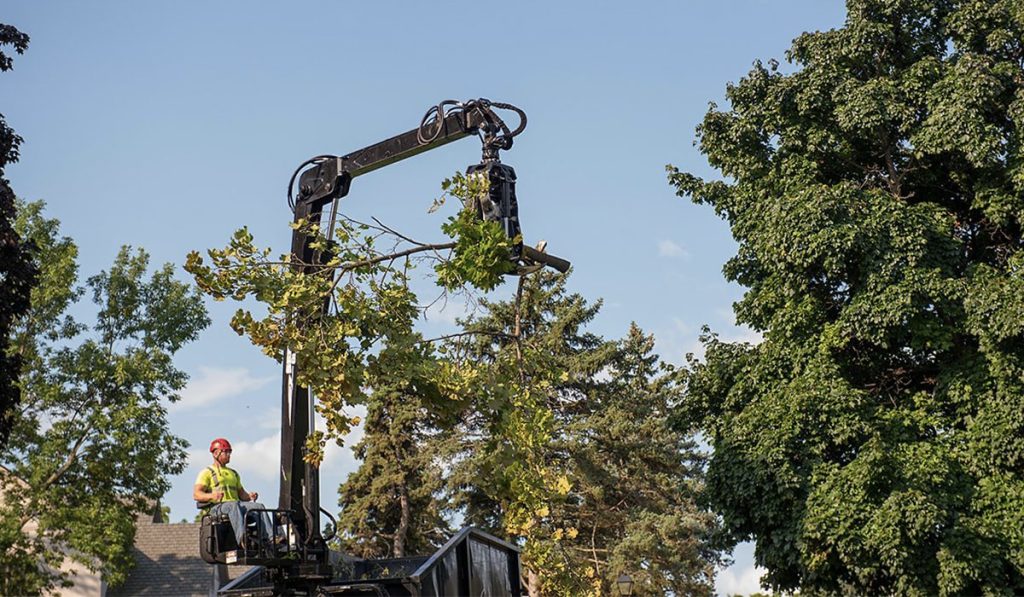 tree removal near me