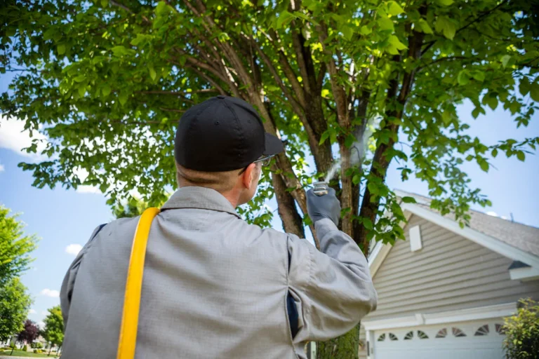 tree removal near me